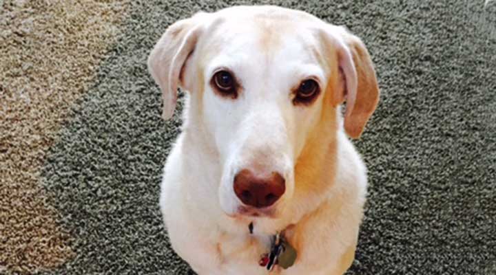 white lab after moving into new home